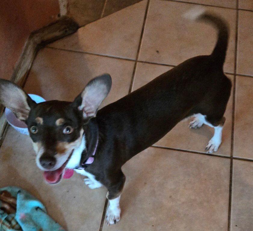 Luna Chi Weenie