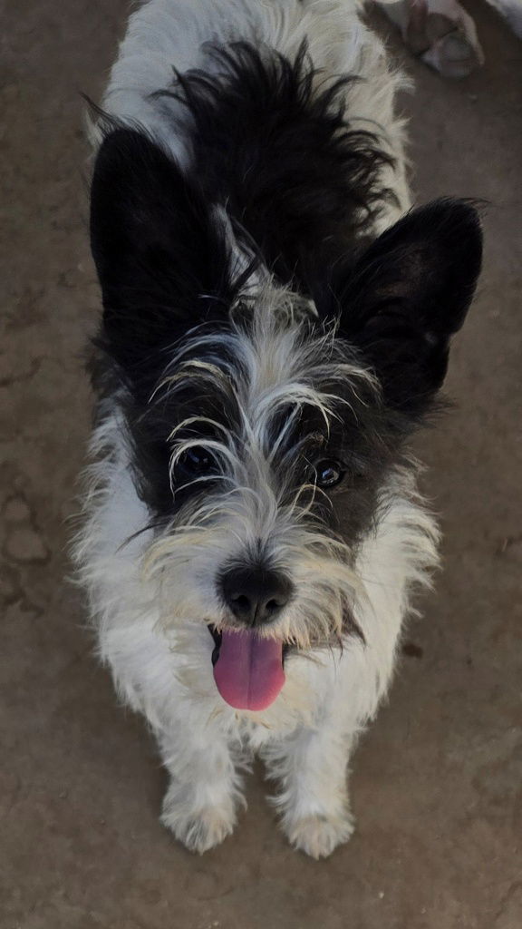 Carrie Schnauzer 1