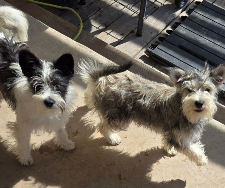 Carrie Schnauzer 2