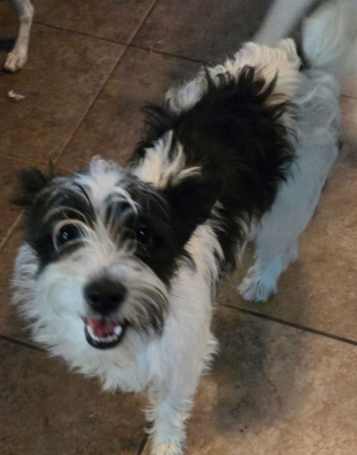 Carrie Schnauzer 3