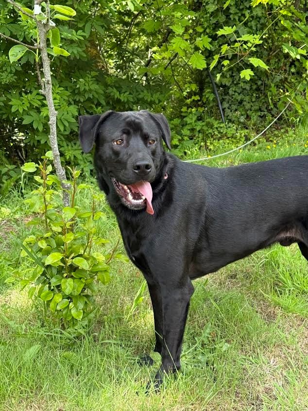 Diogi, an adoptable Mastiff in Brookings, OR, 97415 | Photo Image 1