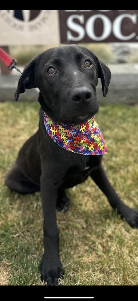 Diogi, an adoptable Mastiff in Brookings, OR, 97415 | Photo Image 3