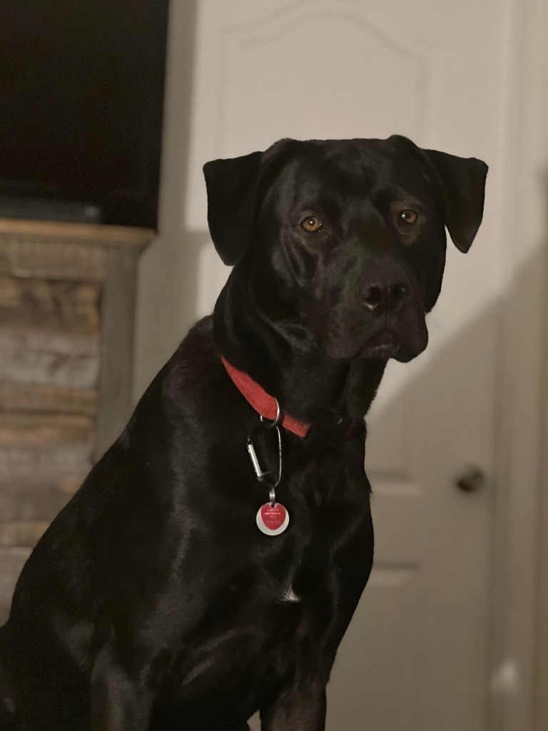 Diogi, an adoptable Mastiff in Brookings, OR, 97415 | Photo Image 4