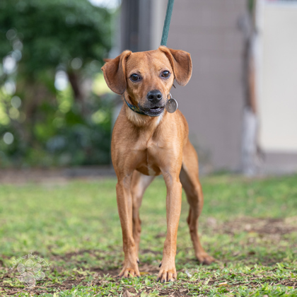 Charlie, an adoptable Toy Fox Terrier, Mixed Breed in Honolulu, HI, 96826 | Photo Image 1
