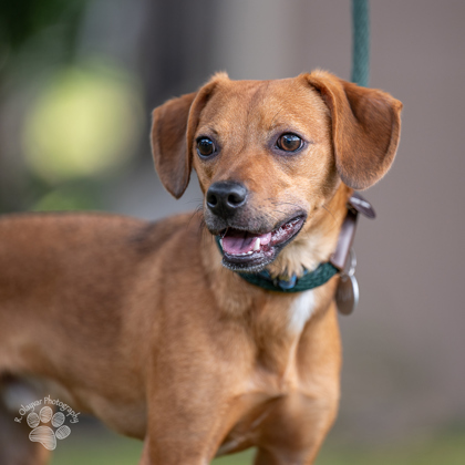 Charlie, an adoptable Toy Fox Terrier, Mixed Breed in Honolulu, HI, 96826 | Photo Image 2