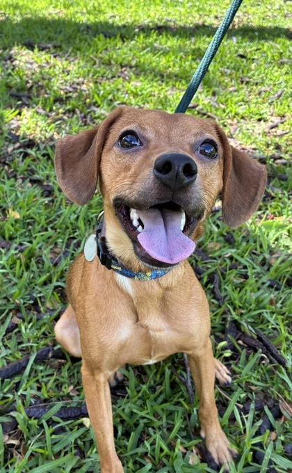 Charlie, an adoptable Toy Fox Terrier, Mixed Breed in Honolulu, HI, 96826 | Photo Image 3