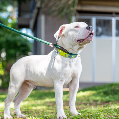 Mario, an adoptable Terrier, Mixed Breed in Honolulu, HI, 96826 | Photo Image 1