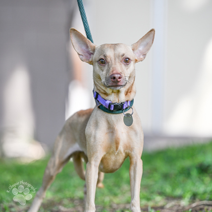 Feather, an adoptable Chihuahua, Mixed Breed in Honolulu, HI, 96826 | Photo Image 1