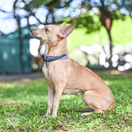 Feather, an adoptable Chihuahua, Mixed Breed in Honolulu, HI, 96826 | Photo Image 2