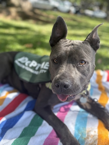 Mama Mia, an adoptable Pit Bull Terrier, Mixed Breed in Honolulu, HI, 96826 | Photo Image 1