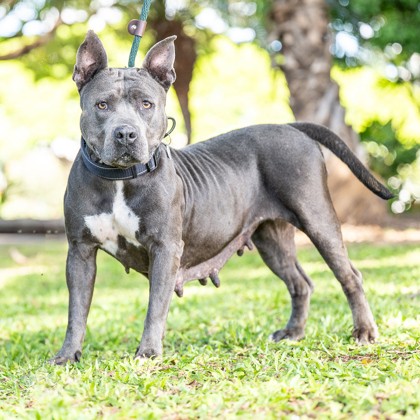 Mama Mia, an adoptable Pit Bull Terrier, Mixed Breed in Honolulu, HI, 96826 | Photo Image 2