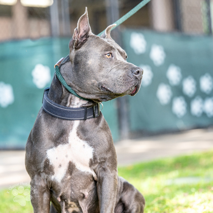 Mama Mia, an adoptable Pit Bull Terrier, Mixed Breed in Honolulu, HI, 96826 | Photo Image 3