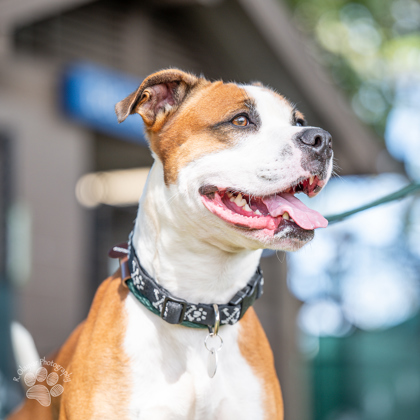 Benny, an adoptable Pit Bull Terrier, Mixed Breed in Honolulu, HI, 96826 | Photo Image 1