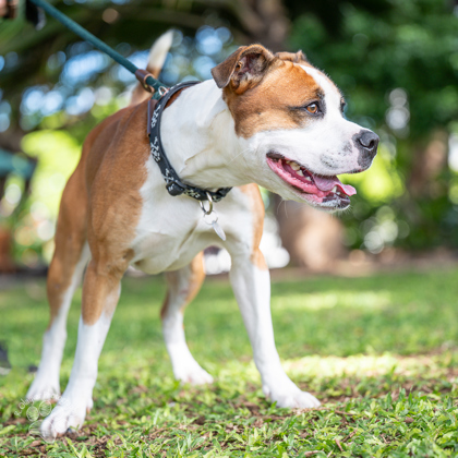Benny, an adoptable Pit Bull Terrier, Mixed Breed in Honolulu, HI, 96826 | Photo Image 2