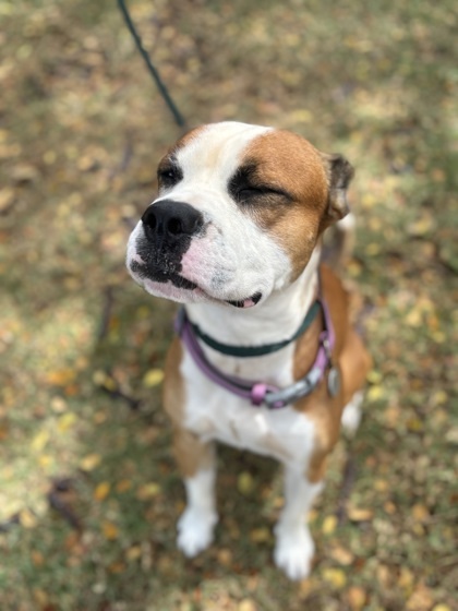 Benny, an adoptable Pit Bull Terrier, Mixed Breed in Honolulu, HI, 96826 | Photo Image 3