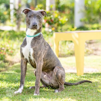 Liko, an adoptable Pit Bull Terrier, Mixed Breed in Honolulu, HI, 96826 | Photo Image 1