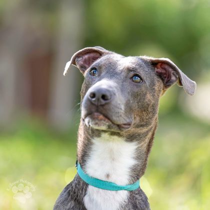 Liko, an adoptable Pit Bull Terrier, Mixed Breed in Honolulu, HI, 96826 | Photo Image 2