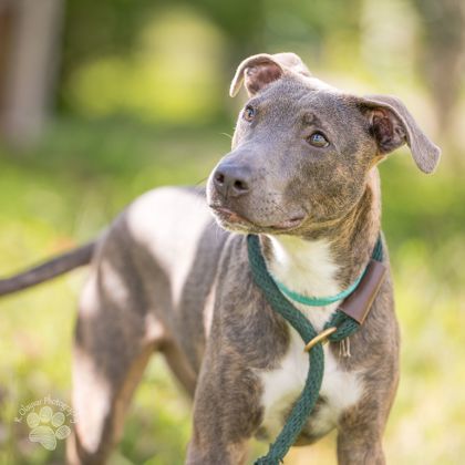 Liko, an adoptable Pit Bull Terrier, Mixed Breed in Honolulu, HI, 96826 | Photo Image 3