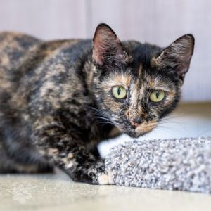 Gigi, Adult Female Domestic Short Hair