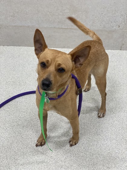 Toes, an adoptable Mixed Breed, Terrier in Honolulu, HI, 96826 | Photo Image 1