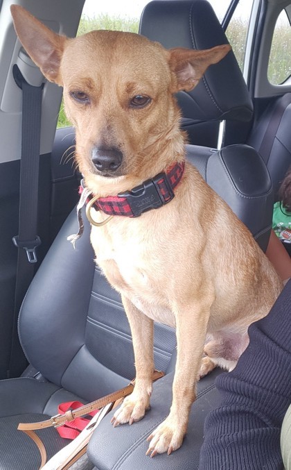 Toes, an adoptable Mixed Breed, Terrier in Honolulu, HI, 96826 | Photo Image 2