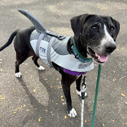Echo, an adoptable Terrier, Mixed Breed in Honolulu, HI, 96826 | Photo Image 2