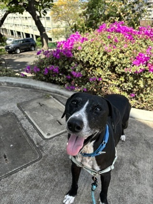Echo, an adoptable Terrier, Mixed Breed in Honolulu, HI, 96826 | Photo Image 3
