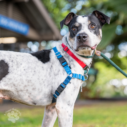 Guapo, an adoptable Pit Bull Terrier, Mixed Breed in Honolulu, HI, 96826 | Photo Image 1
