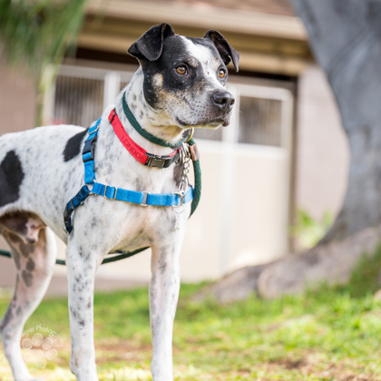 Guapo, an adoptable Pit Bull Terrier, Mixed Breed in Honolulu, HI, 96826 | Photo Image 2
