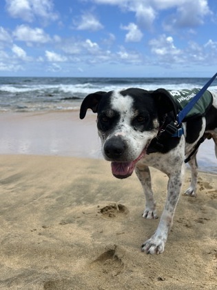 Guapo, an adoptable Pit Bull Terrier, Mixed Breed in Honolulu, HI, 96826 | Photo Image 3