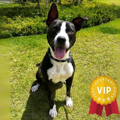 Puka, an adoptable Terrier, Mixed Breed in Honolulu, HI, 96826 | Photo Image 1