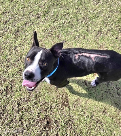 Puka, an adoptable Terrier, Mixed Breed in Honolulu, HI, 96826 | Photo Image 1