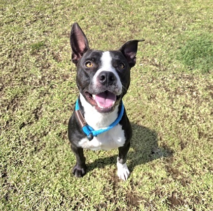 Puka, an adoptable Terrier, Mixed Breed in Honolulu, HI, 96826 | Photo Image 1