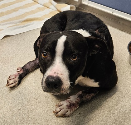 Puka, an adoptable Terrier, Mixed Breed in Honolulu, HI, 96826 | Photo Image 2
