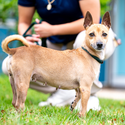 Tiny, an adoptable Chihuahua, Mixed Breed in Honolulu, HI, 96826 | Photo Image 1