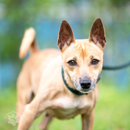 Tiny, an adoptable Chihuahua, Mixed Breed in Honolulu, HI, 96826 | Photo Image 2