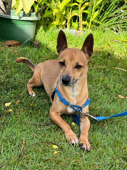 Tiny, an adoptable Chihuahua, Mixed Breed in Honolulu, HI, 96826 | Photo Image 2