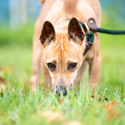 Tiny, an adoptable Chihuahua, Mixed Breed in Honolulu, HI, 96826 | Photo Image 3
