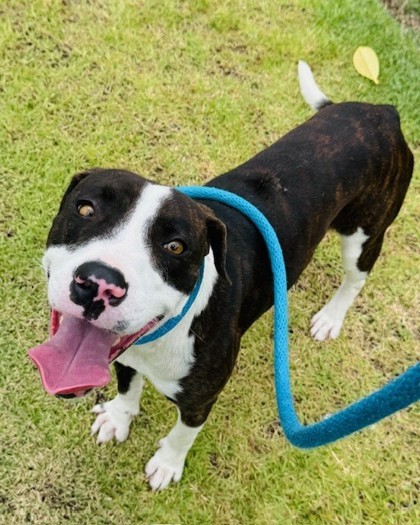 Kenobi, an adoptable Mixed Breed in Honolulu, HI, 96826 | Photo Image 1