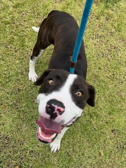 Kenobi, an adoptable Mixed Breed in Honolulu, HI, 96826 | Photo Image 2