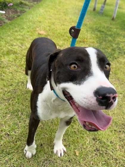 Kenobi, an adoptable Mixed Breed in Honolulu, HI, 96826 | Photo Image 3
