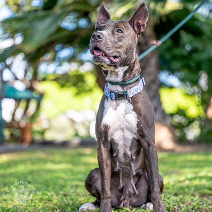 Lady, an adoptable Pit Bull Terrier, Rat Terrier in Honolulu, HI, 96826 | Photo Image 1
