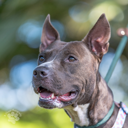 Lady, an adoptable Pit Bull Terrier, Rat Terrier in Honolulu, HI, 96826 | Photo Image 2
