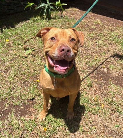 Peanut, an adoptable Pit Bull Terrier, Mixed Breed in Honolulu, HI, 96826 | Photo Image 1