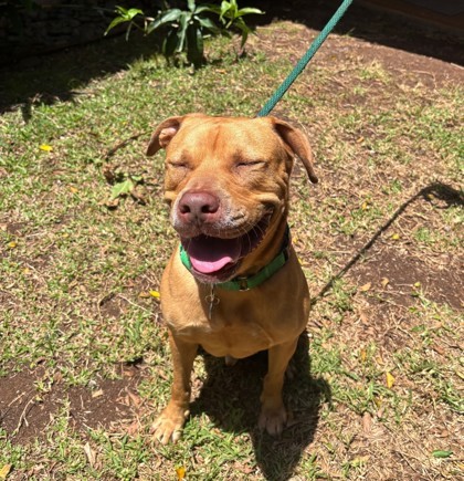Peanut, an adoptable Pit Bull Terrier, Mixed Breed in Honolulu, HI, 96826 | Photo Image 2