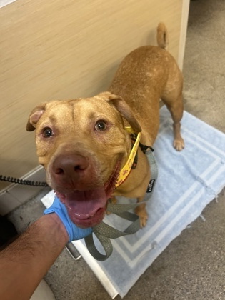Peanut, an adoptable Pit Bull Terrier, Mixed Breed in Honolulu, HI, 96826 | Photo Image 3