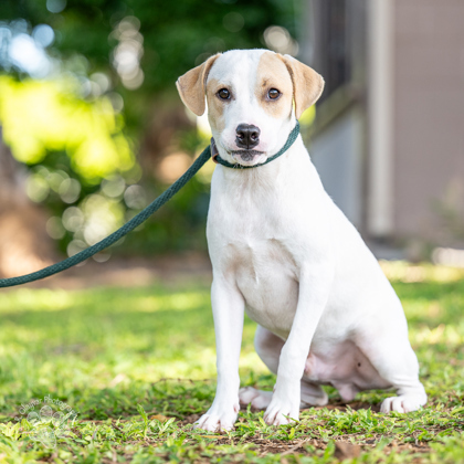 Stewie, an adoptable Pit Bull Terrier, Mixed Breed in Honolulu, HI, 96826 | Photo Image 1