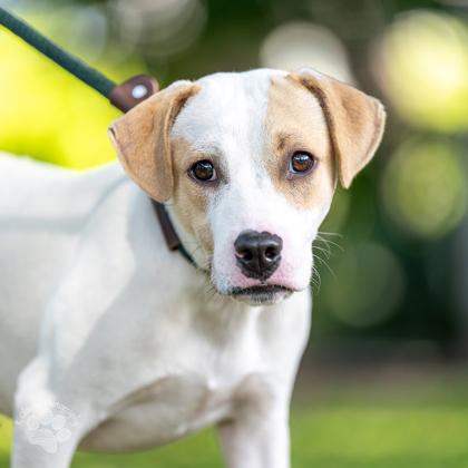 Stewie, an adoptable Pit Bull Terrier, Mixed Breed in Honolulu, HI, 96826 | Photo Image 2
