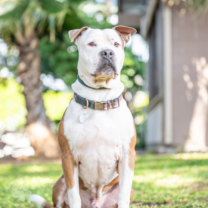 King, an adoptable Pit Bull Terrier, Mixed Breed in Honolulu, HI, 96826 | Photo Image 1