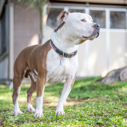 King, an adoptable Pit Bull Terrier, Mixed Breed in Honolulu, HI, 96826 | Photo Image 2